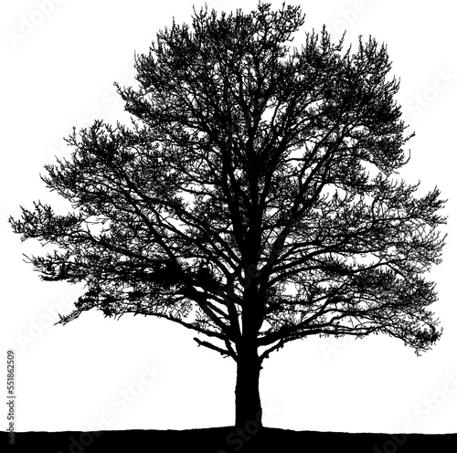 Black vector image of a silhouette of a big  tree in winter  isolated on a white background. 