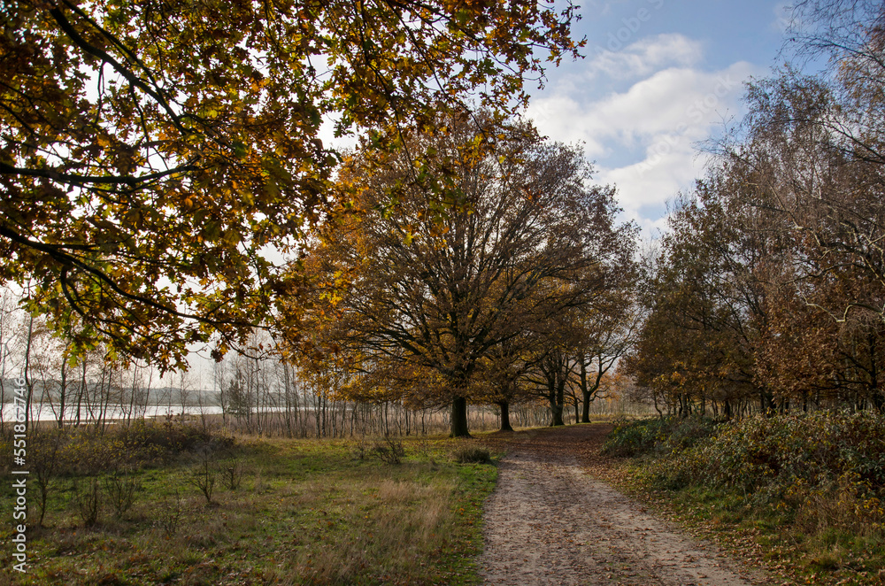 Sandy footpath in the transition zone between woodland and wetlands near Loon op Zand, The Netherlands