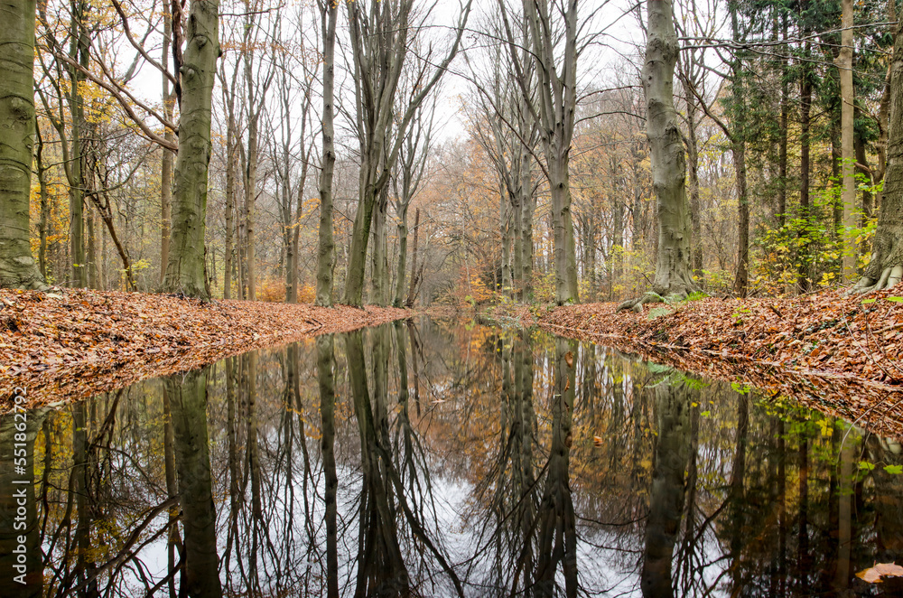 Tall beech trees reflecting in a pond on an overcast day in late autumn in a forest near Oostvoorne, The Netherlands Tall beech trees reflecting in a pond on an overcast day in late autumn in a forest near Oostvoorne, The Netherlands