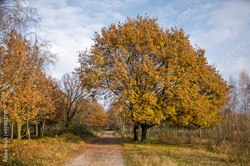 Large oak trees, partly pruned above a dirt road, at the edge of a forest near Loon op Zand, The Netherlands