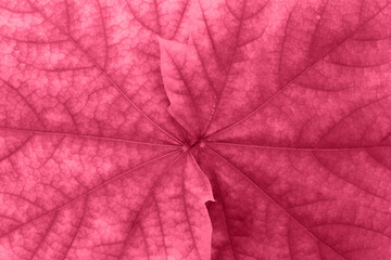 Foto auf Acrylglas Pantone 2023 Viva Magenta Maple pink or magenta leaves close-up. Natural background. Horizontal and vertical. Copy space  © Anastasiia