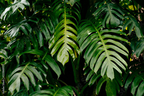 Tropical leaves, bush of jungle rainforest