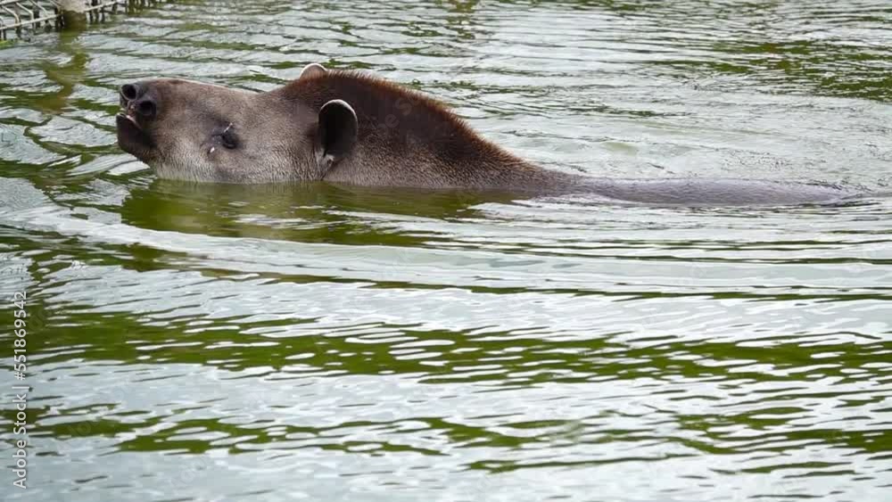 lowland tapir swims in the water. slow motion lowland tapir swims in the water. slow motion