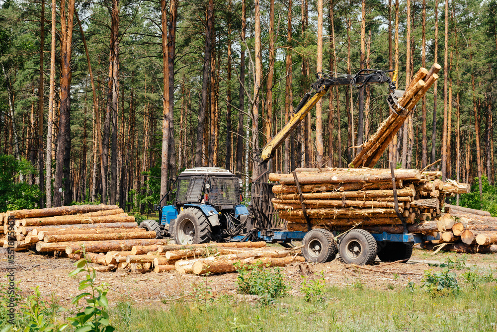 Harvester working in a forest. Harvest of timber. Firewood as a renewable energy source. forestry