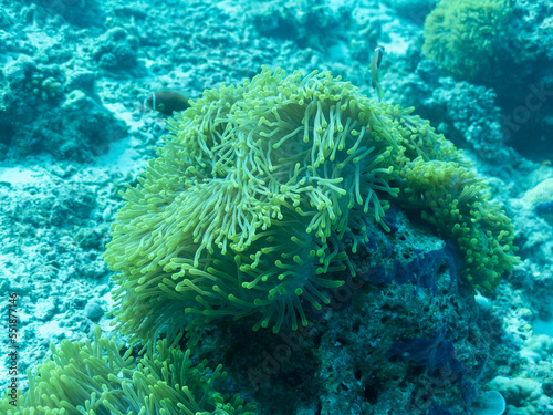 Sea anemone in the depths of the Indian ocean, Maldives