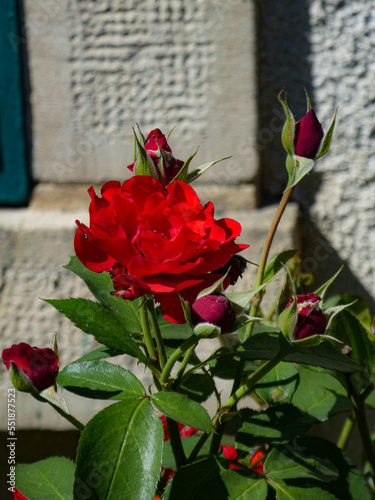 bouquet of roses