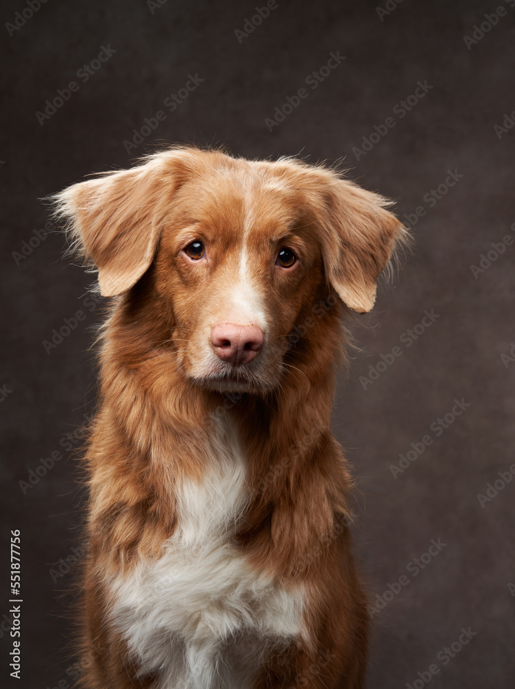 Portrait of a Nova Scotia Duck Tolling Retriever on a brown background. Toller dog 