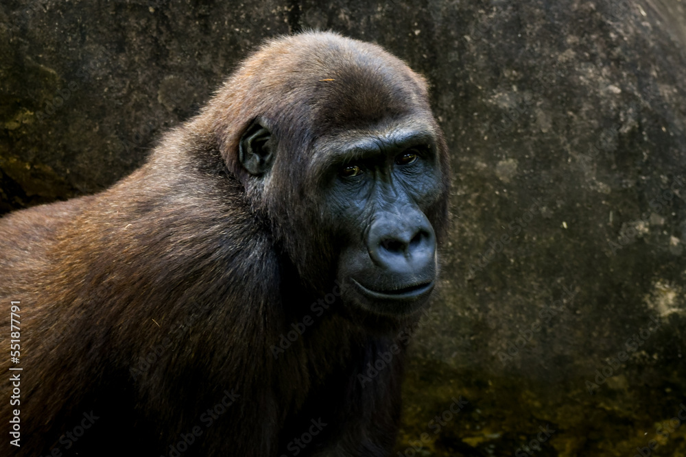Western Lowland Gorilla (Gorilla gorilla gorilla) Western Lowland Gorilla (Gorilla gorilla gorilla)