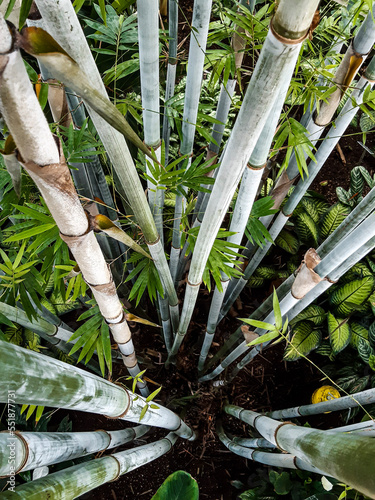 bamboo and stone