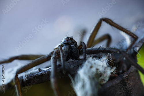 Tegenaria domestica photo