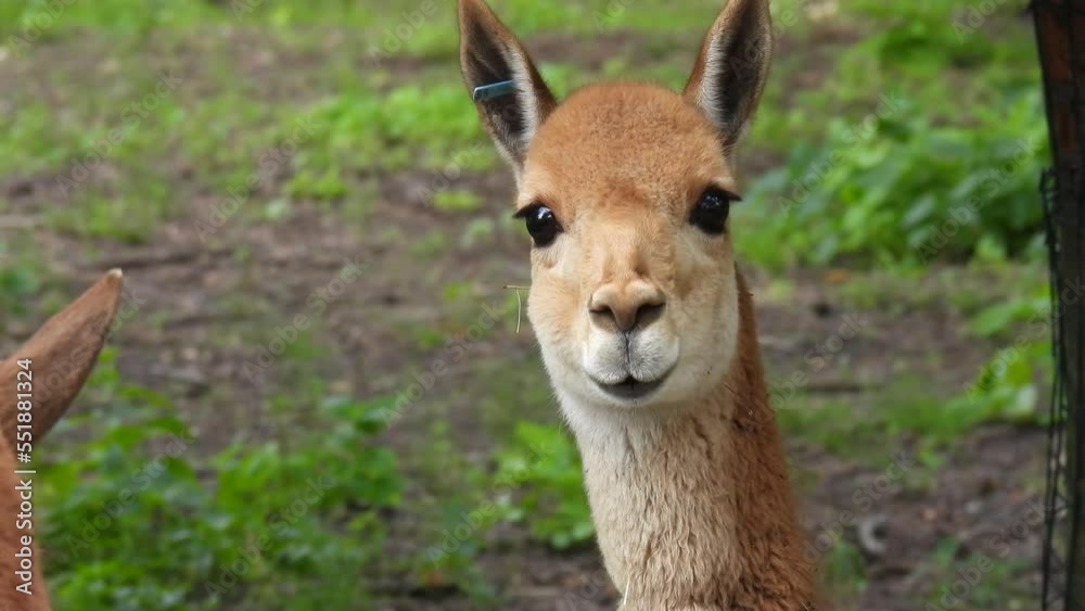 vicuna (lama vicugna) portrait close up vicuna (lama vicugna) portrait close up