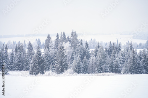 Winter landscape. Snow-covered openwork firs and larches on a white snowy background. Copy space.