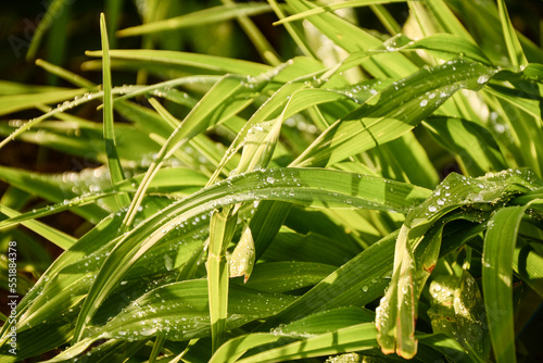 green grass with dew drops