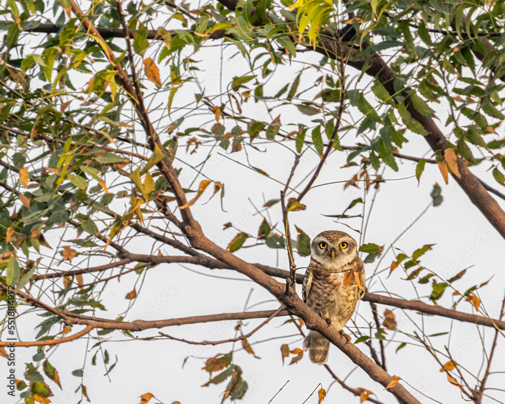 Obraz premium A Spotted owl resting