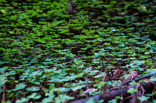 green clover carpet