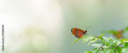 Nature view of beautiful orange butterfly on green leaf nature blurred background in garden with copy space using as background insect, natural landscape, ecology, fresh cover page concept.