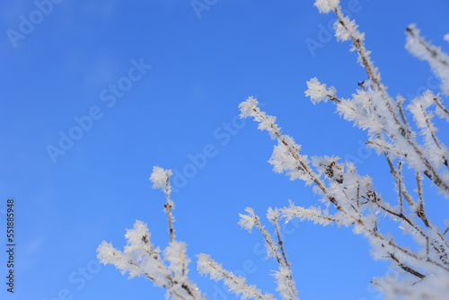 Snow-covered tree branches against the blue sky. Selective focus.