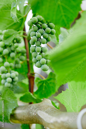 Branch of ripe grape in garden