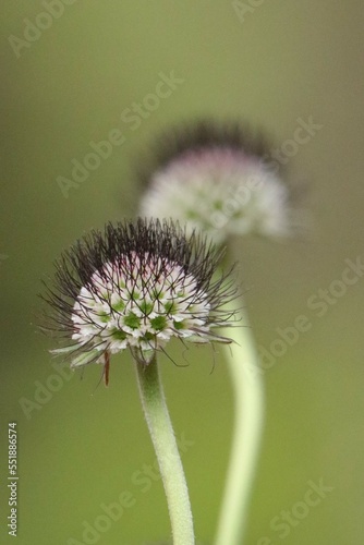close up of a flower