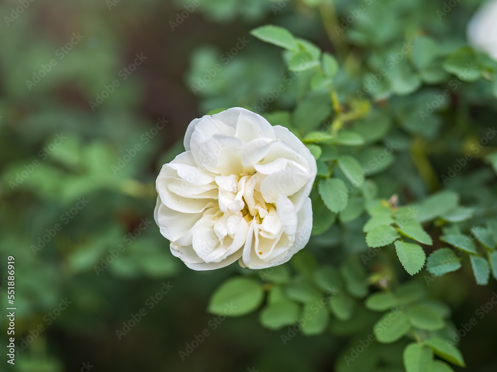 Rosa odorata wihite flowers with burred background.