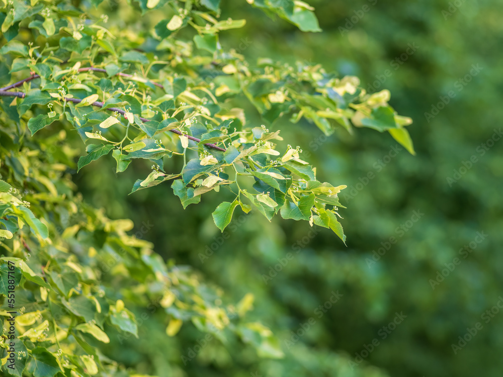 Green bushes with young leaves in the sunset