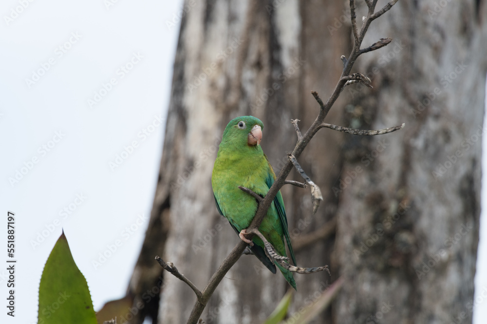 orange-chinned parakeet (Brotogeris jugularis), orange-chinned parakeet (Brotogeris jugularis),