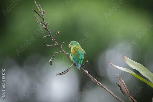 orange-chinned parakeet (Brotogeris jugularis),