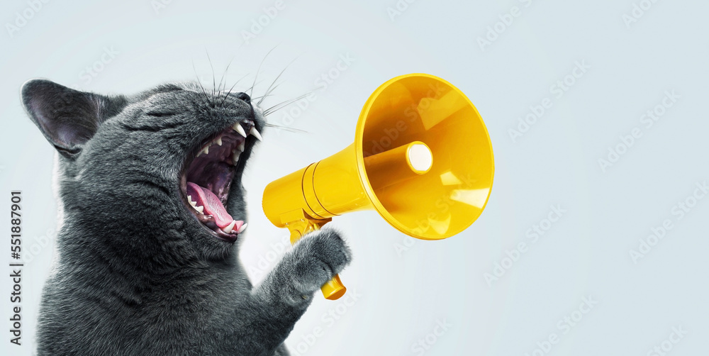 Funny grey cat screams with a yellow loudspeaker on a blue background, creative idea. Fun pet kitten speaks into a megaphone. Management and advertising, concept - obrazy, fototapety, plakaty 