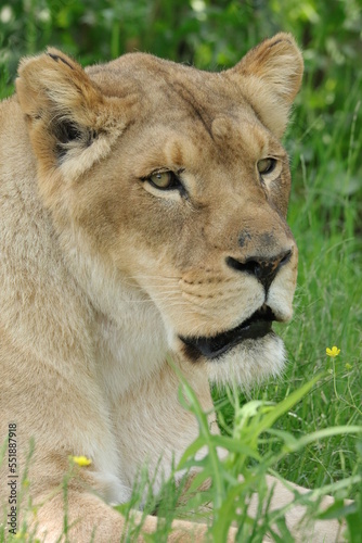 Fototapeta Naklejka Na Ścianę i Meble -  lioness in the grass