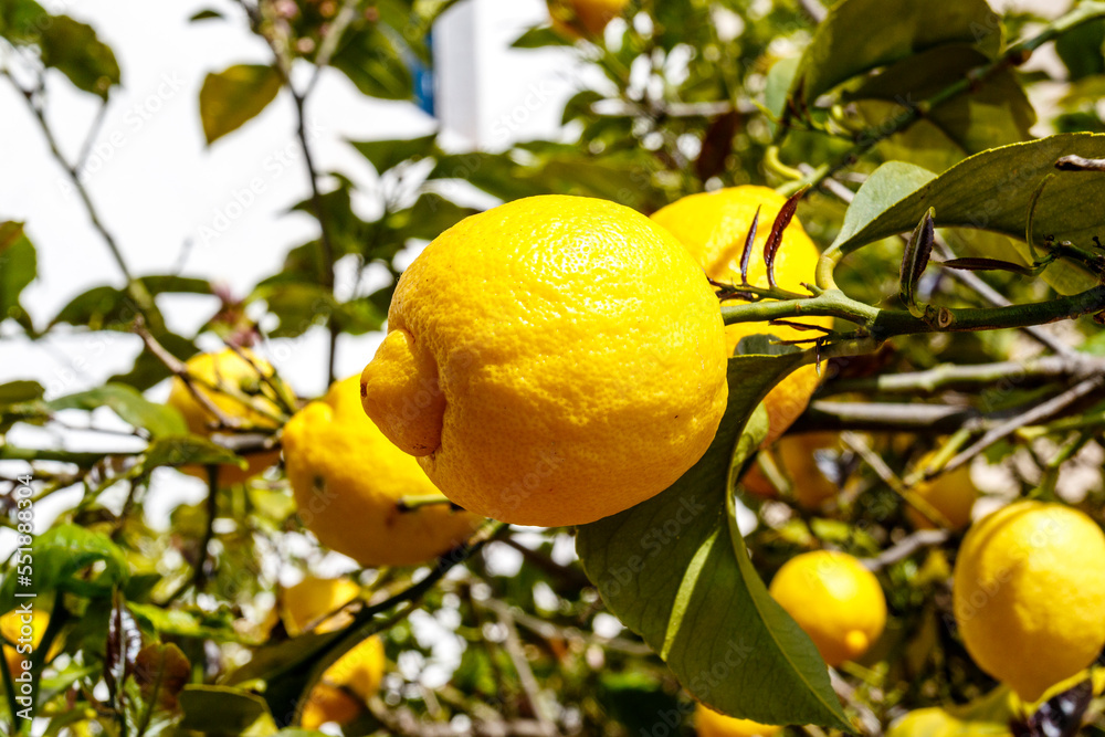 Tree full of fresh yellow lemons, Calella, Costa Brava, Catalonia, Spain, Europe