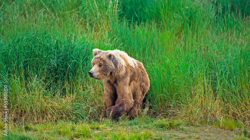 Alaskan grizzly bear
