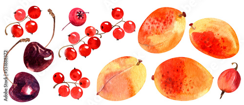 Set apricots and berries in watercolor
