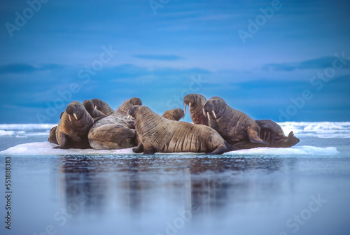 Fotografia Walrus herd on ice floe,Canadian High Arctci