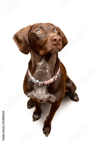 Studio portrait of brown purebread German shorthaired Pointer in front of an isolated clear white background photo