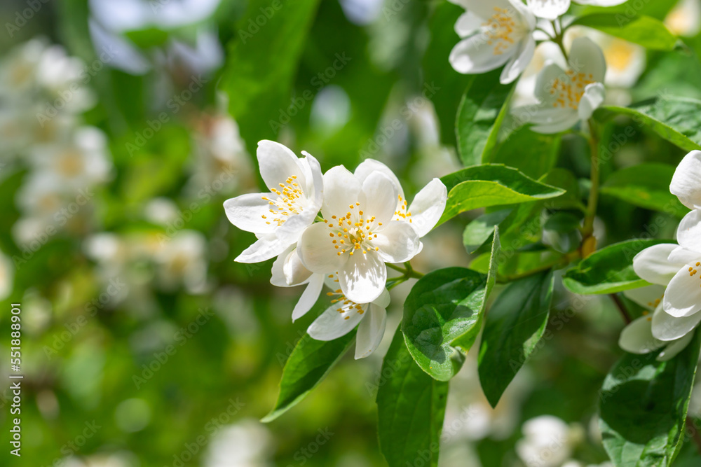 Close up of jasmine flowers in a garden. Close up of jasmine flowers in a garden.