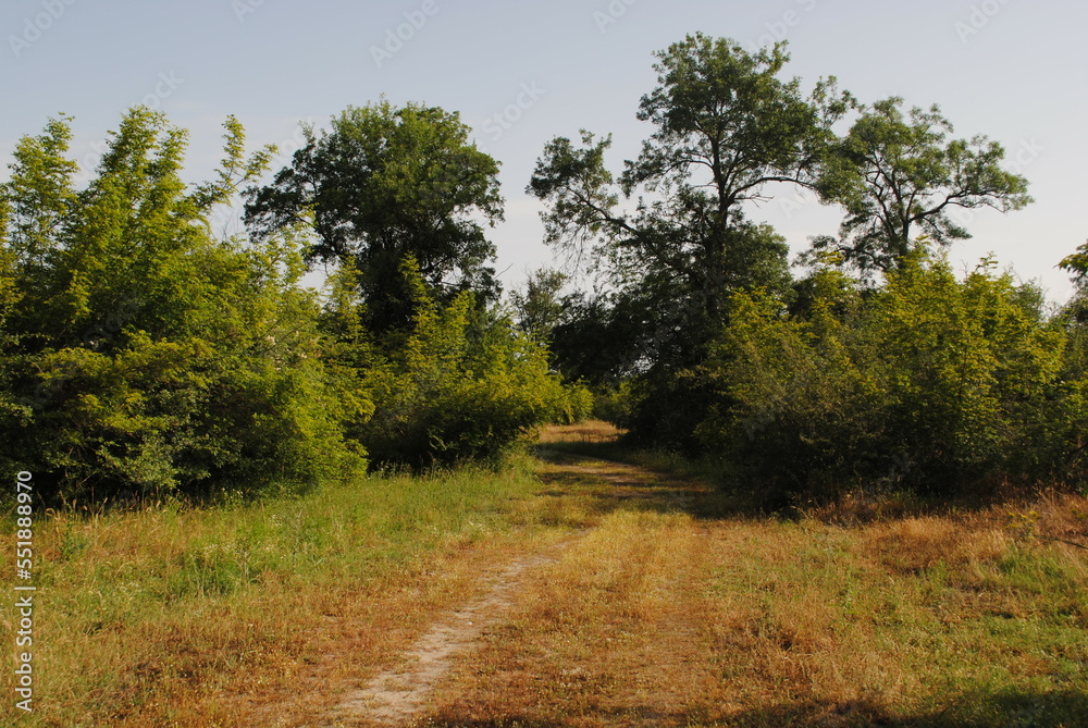 Obraz premium Wanderweg durch Natur