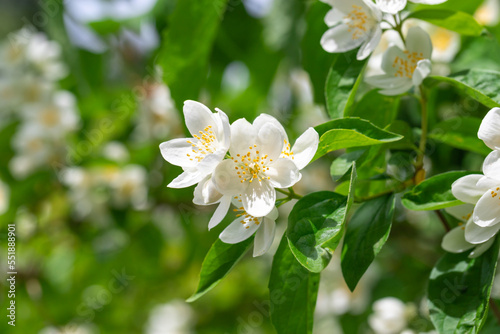 Close up of jasmine flowers in a garden.