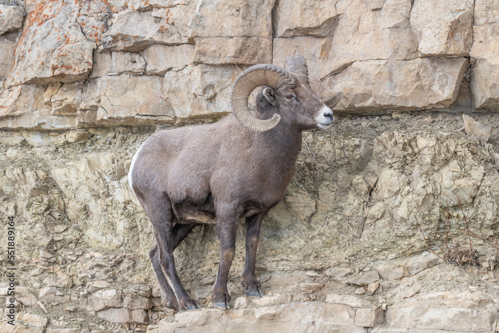 Obraz premium Big Horn Sheep