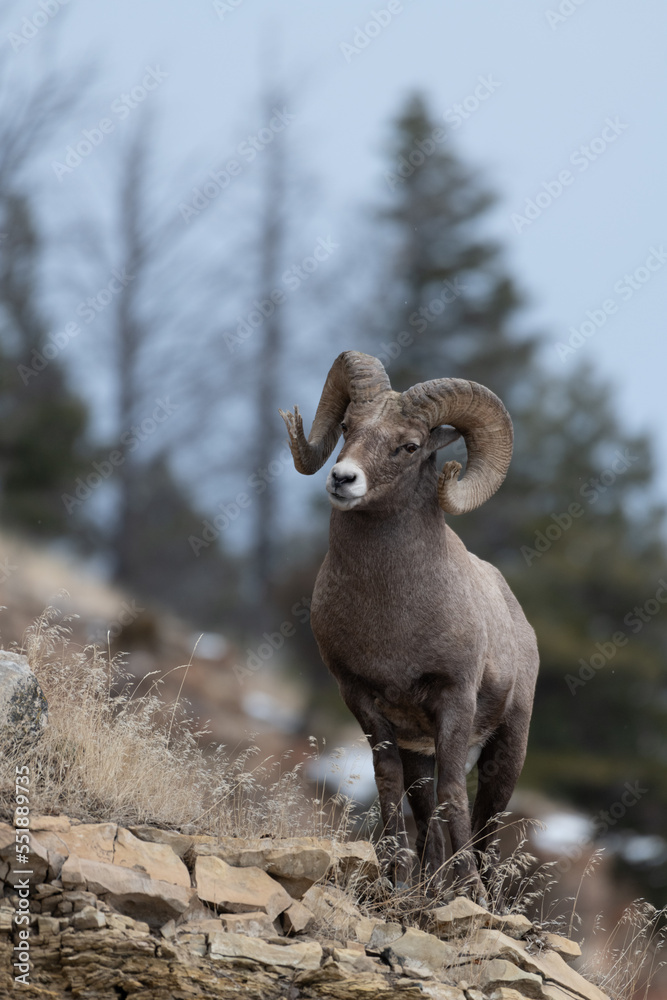 Naklejka premium Big Horn Sheep