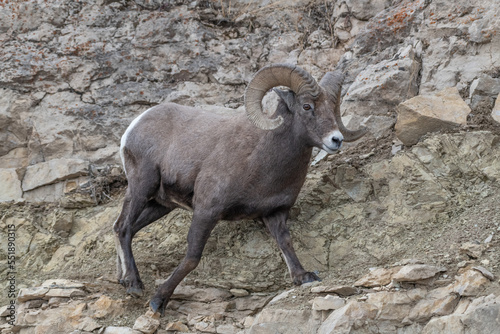 Big Horn Sheep