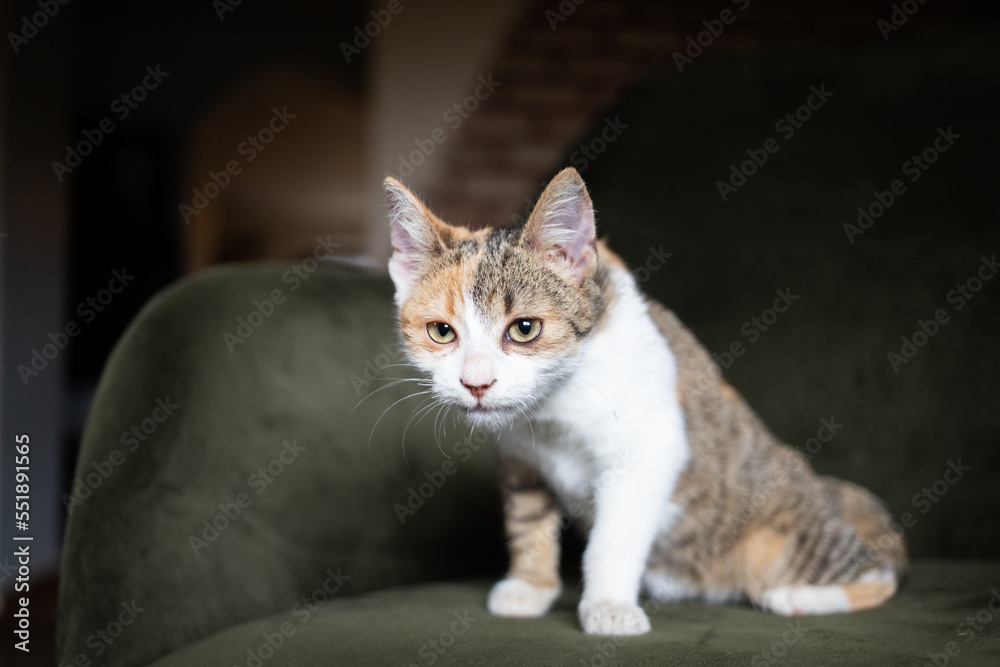 portrait of a cute little cat
