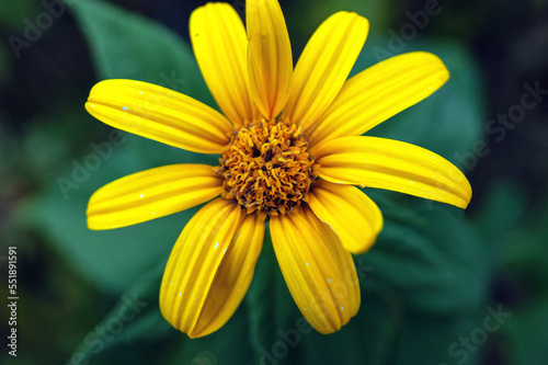 Close-up of a whimsical Jerusalem artichoke flower with yellow petals against a background of green leaves.