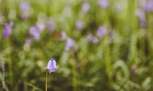 Beautiful view of hyacinthoides non-scripta © James Goldfinch