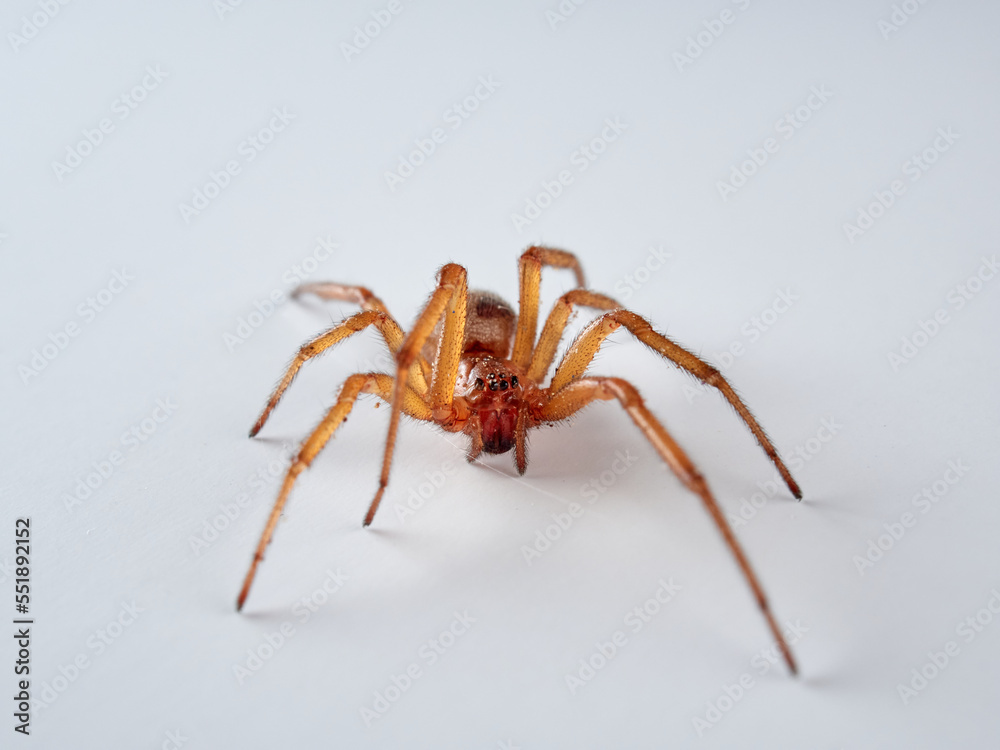 Noble false widow. Spider on a white background. Steatoda nobilis Noble false widow. Spider on a white background. Steatoda nobilis