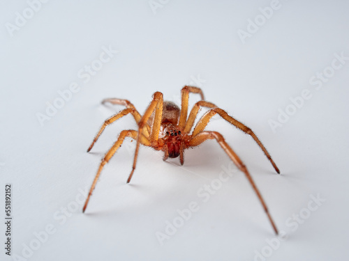 Noble false widow. Spider on a white background. Steatoda nobilis 