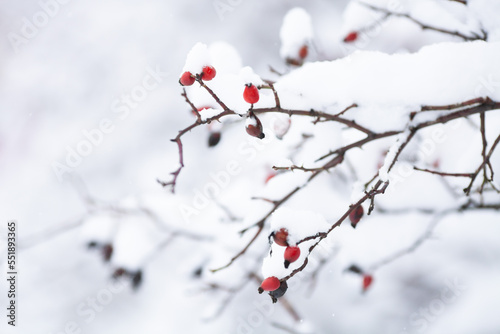 Branches with rosehip berries covered with snow, close up. Winter tale. Natural winter background or texture. Neutral colors. Selective focus.