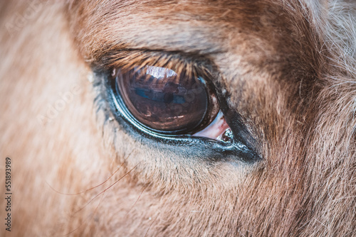 Pferd / Auge