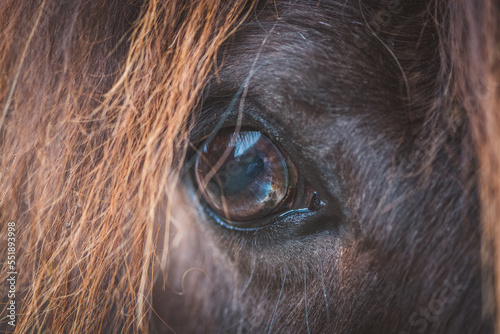 Pferd   Auge