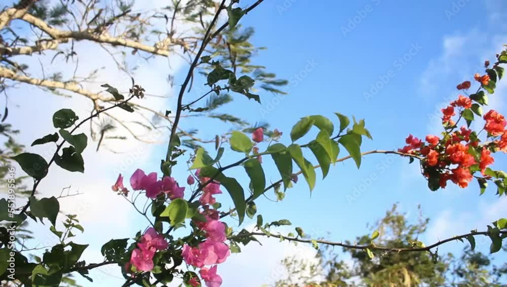 red and blue sky,tree, sky, nature, branch, plant, spring, leaf, leaves, blue, summer, flower, season, flowers, flora, foliage, branches, forest, outdoors, bush, sun, bright, garden, blossom, clouds, red and blue sky,tree, sky, nature, branch, plant, spring, leaf, leaves, blue, summer, flower, season, flowers, flora, foliage, branches, forest, outdoors, bush, sun, bright, garden, blossom, clouds,