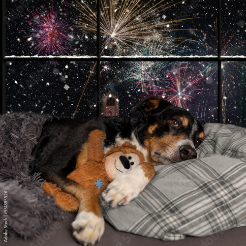 Dog looks out the window and watching the fireworks